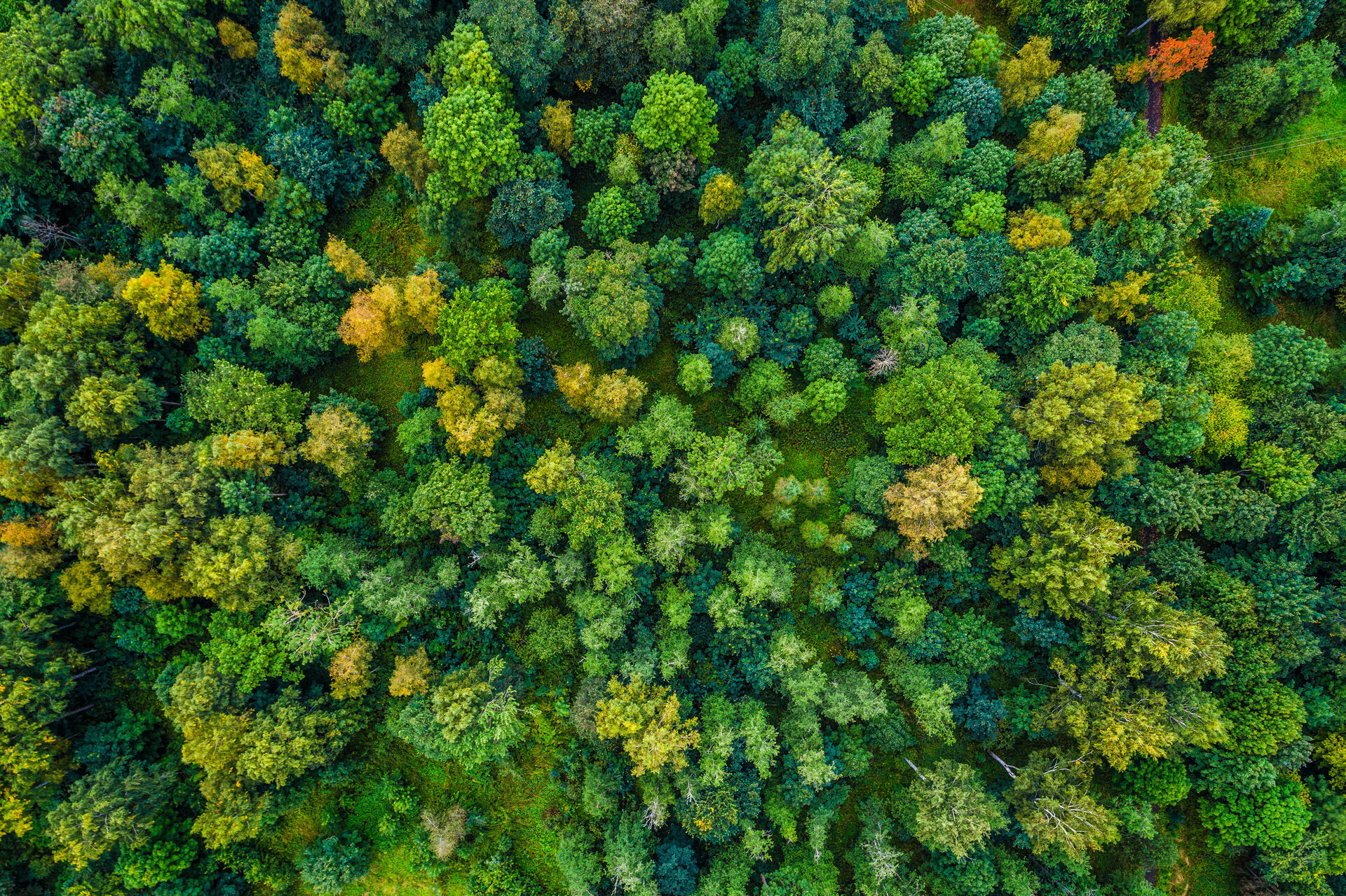 Unternehmen Übersicht Zertifikate Wald Bäume Luftaufnahme